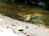 Puff-throated Babbler by wilaiwanpa