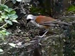 White Crested Laughing Thrush by sgpbpacker