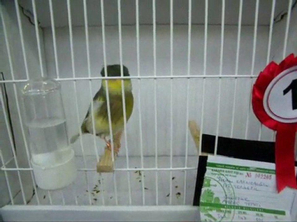 TÜRKİYE ŞAMPİYONU | 2010