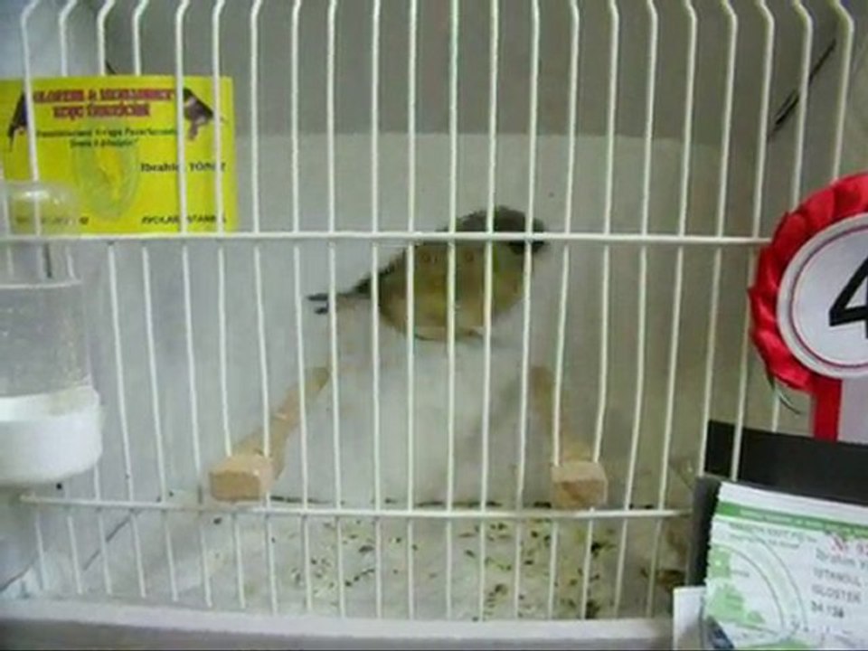 01-MELANİN TEPELİLER | 2010 TÜRKİYE ŞAMPİYONASI