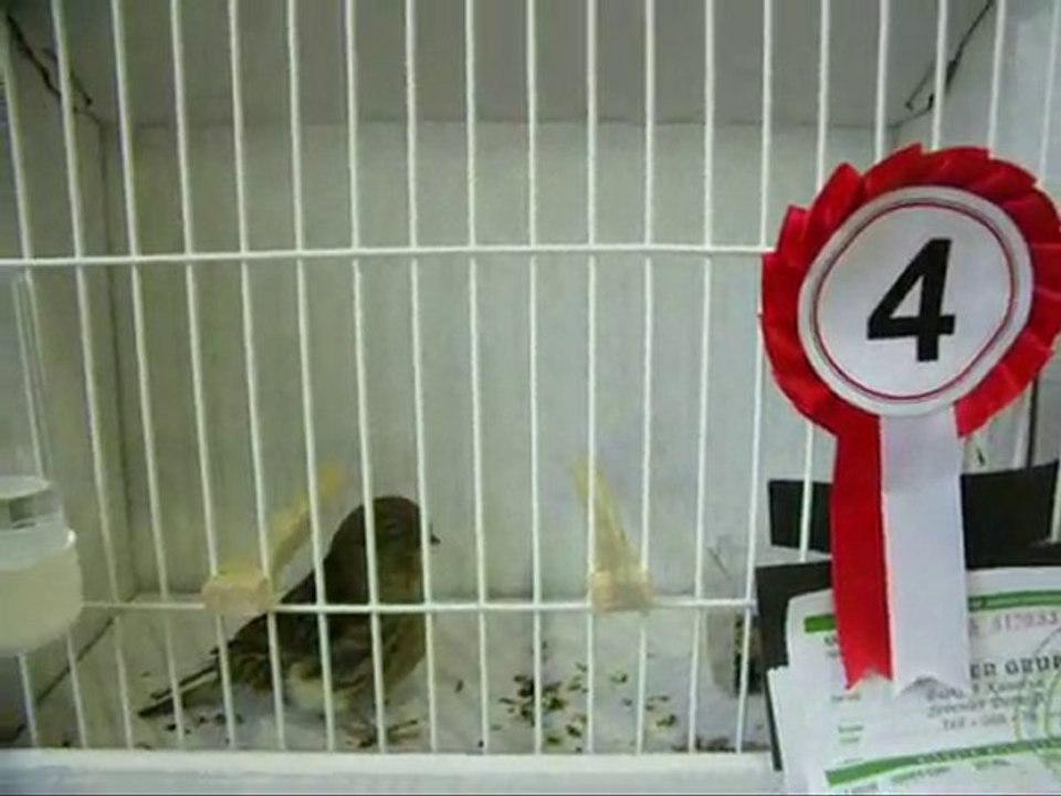 02-MELANİN KABAKLAR | 2010 TÜRKİYE ŞAMPİYONASI