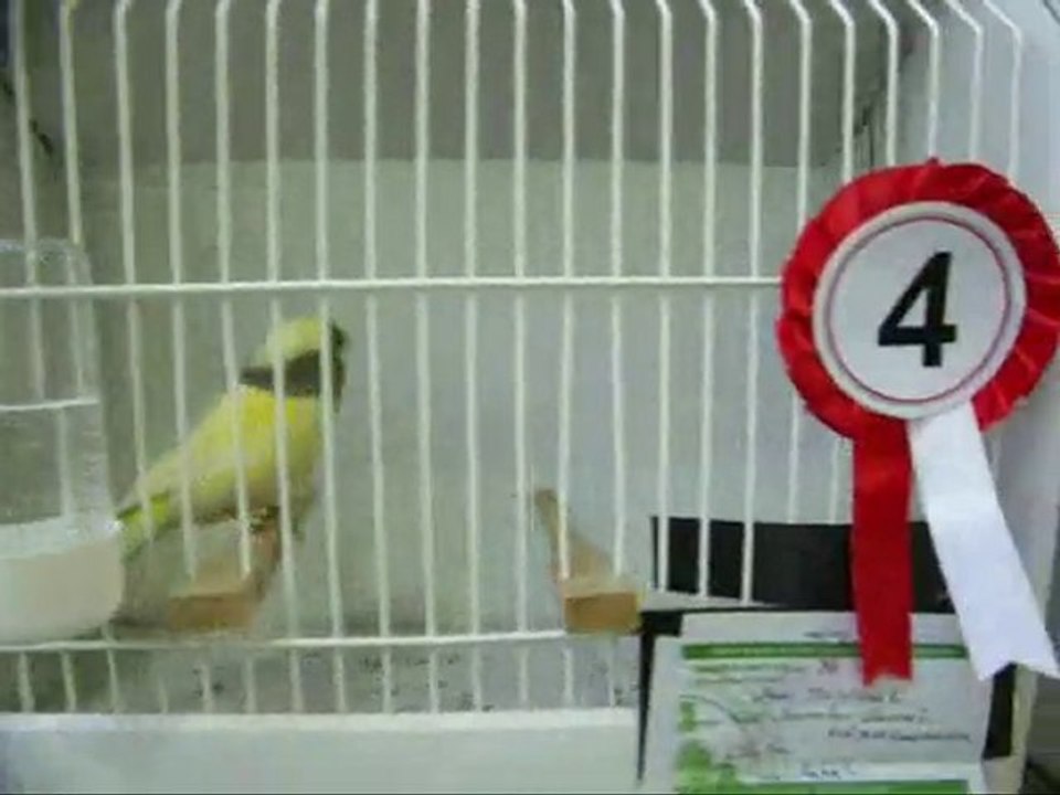 06-LİPOGROM AHRAÇ KABAKLAR | 2010 TÜRKİYE ŞAMPİYONASI