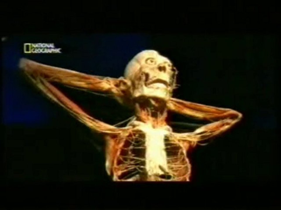 Plastinacion: La galeria de los cadaveres (G. von Hagens)
