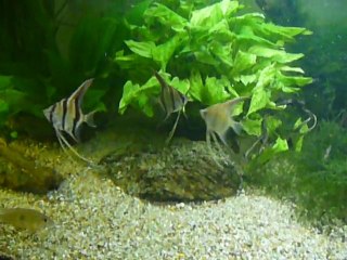 Altum de l'Orenoque et scalaires du Surinam