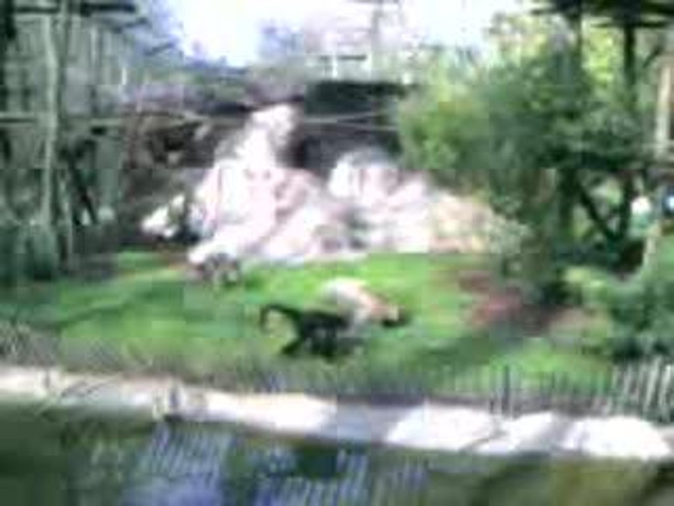 singe