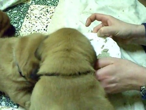 BB de L'Exigence premiere bouillie 25 jours