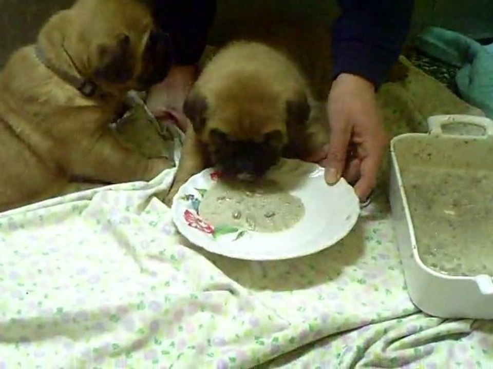 BB de L'Exigence bouillie 2 à 25 jours