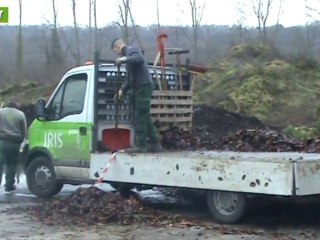 L'avenir - Que deviennent les sapins de Noël
