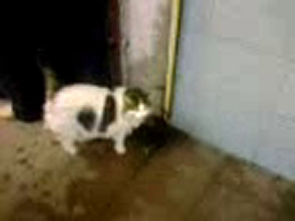 Ayvalıklı Garfield