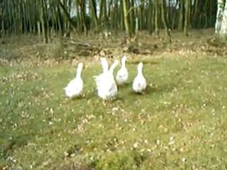 les oies o tit poulailler