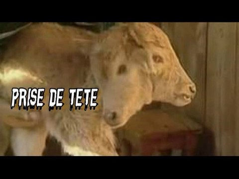 Un veau - Deux têtes !!