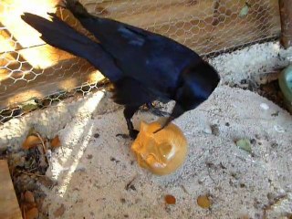 Lazare fait des économies