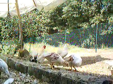 les poussins plutot poulettes et coquelets o tit poulailler