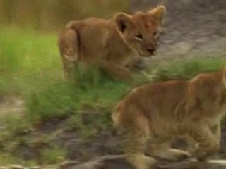 THE LAST LIONS (Documentary) trailer