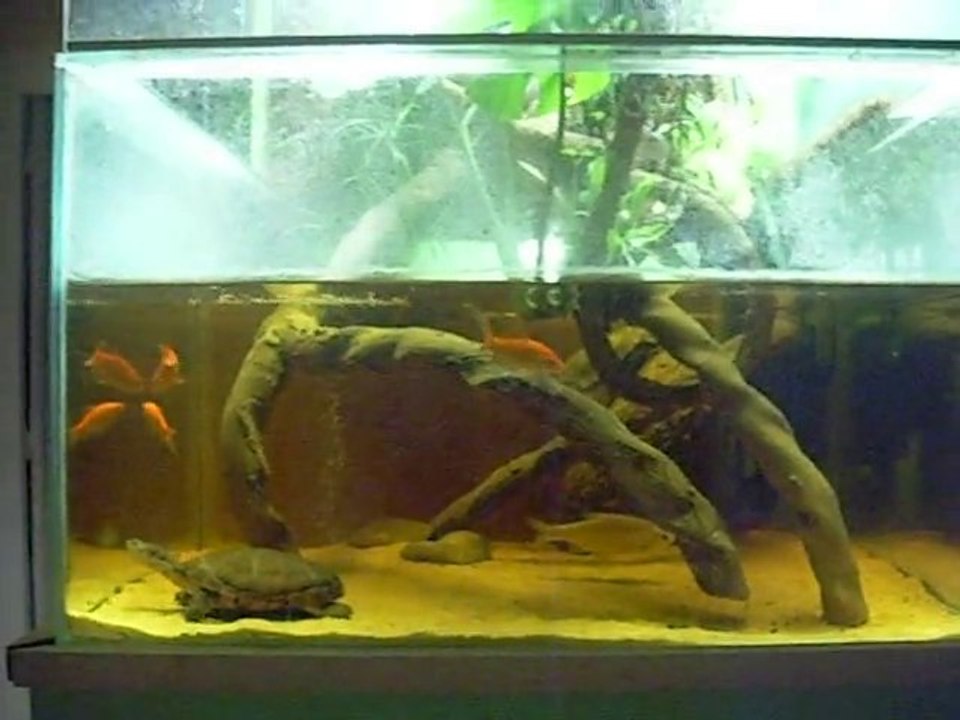 Lorsque les tortues chassent des poissons rouges