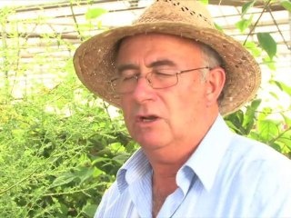 Les propietats de l'artemisina annua