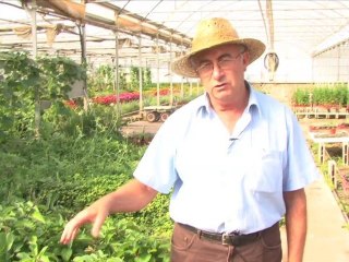 Les propietats de la kalanoche pinnata