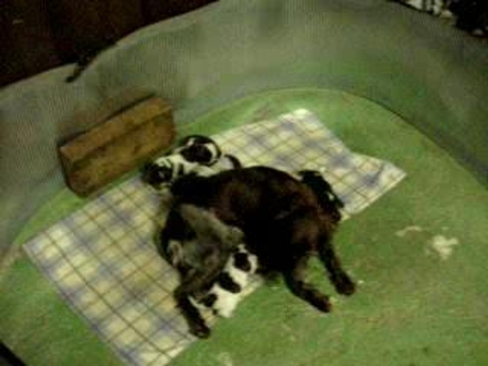 chiots mignon