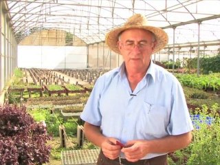 Les propietats del synadenium grantii hook