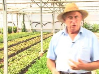 Les propietats del Taraxacum officinale (pixallits)