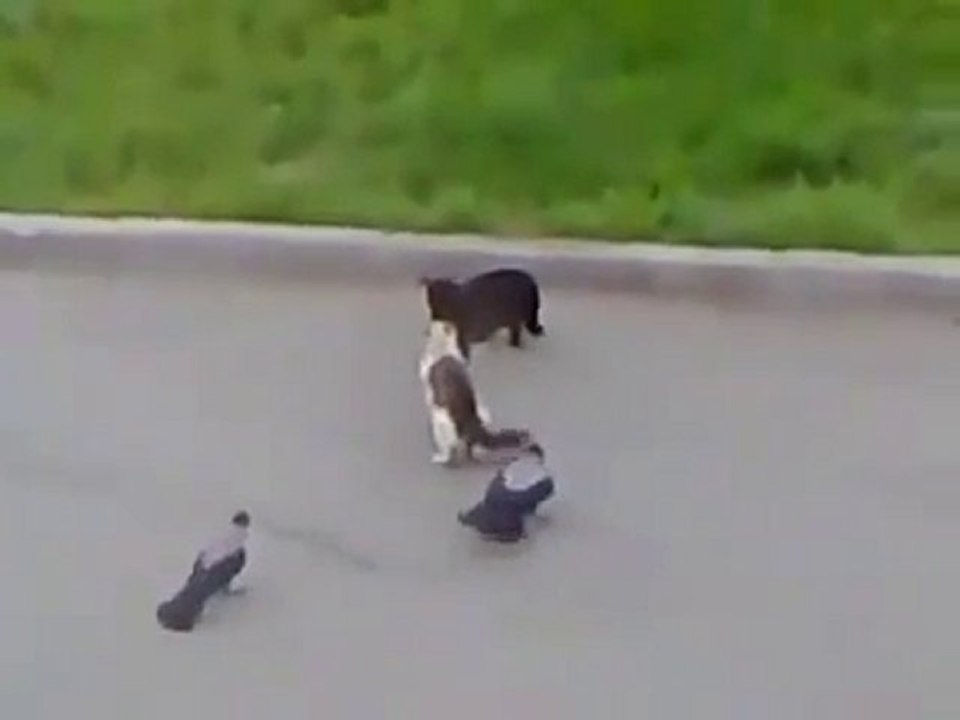 incroyable,deux oiseaux qui essayent de separer deux  chats