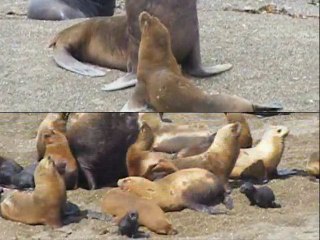 lions de mer