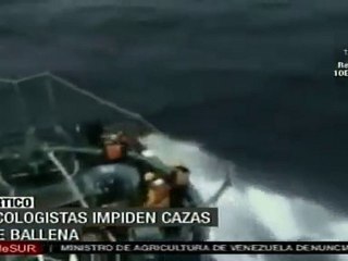 Ecologistas impiden caza de ballenas
