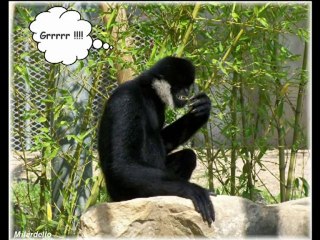 LE ROMAN DU GIBBON (Milardello) La bande annonce 2.