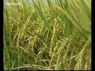 Film5vn.com_QueHuong_6 (LN)_chunk_3