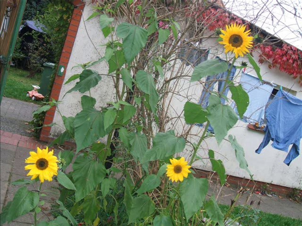 Jahreslosung 2011-gesungen