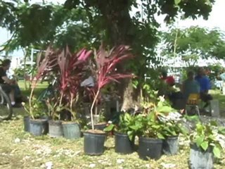 The Miami model (Symbole Anarchiste) 5.5