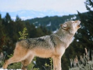 LONG LIVE THE WOLVES