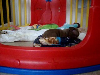 6 SEMAINES CHIHUAHUAS //  MOV01334