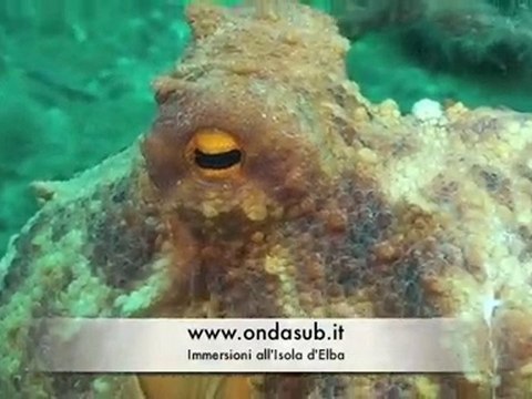 Estate all'isola d'elba 2010