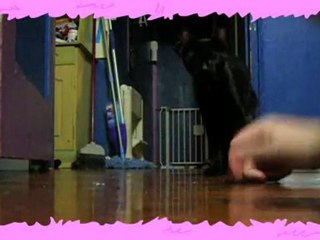 Butter and the Ball - Number One Super Cutie Patootie 020