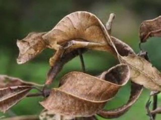 Kamuflaj Hayvanlar-Görsel Zeka Testi