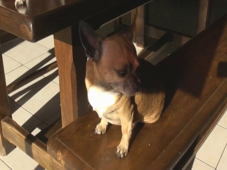 ChihuahuaDec2010