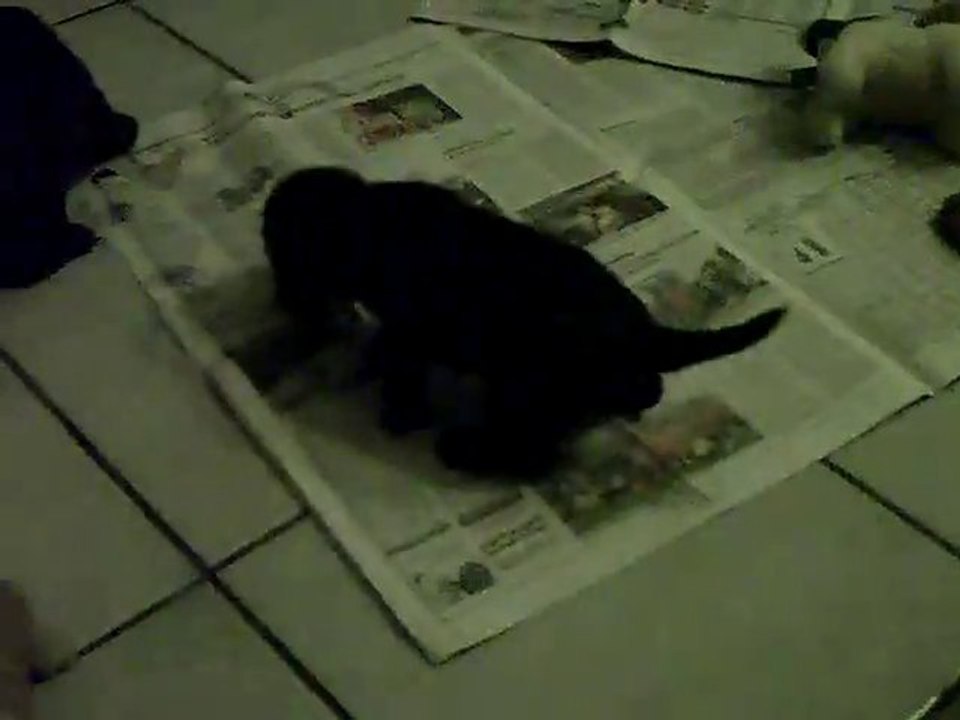 CLIP0042 tt les chiots ensemble