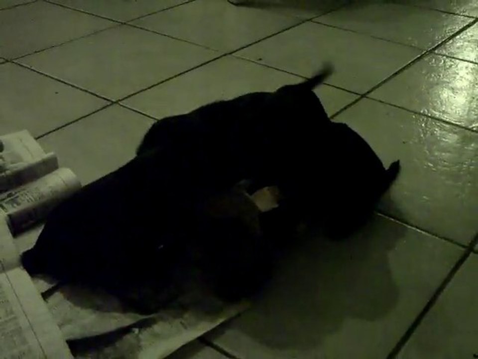 CLIP0048 les chiots tous ensemble.