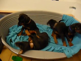 F-Litter Abyss x Zargo (11Janvier11)