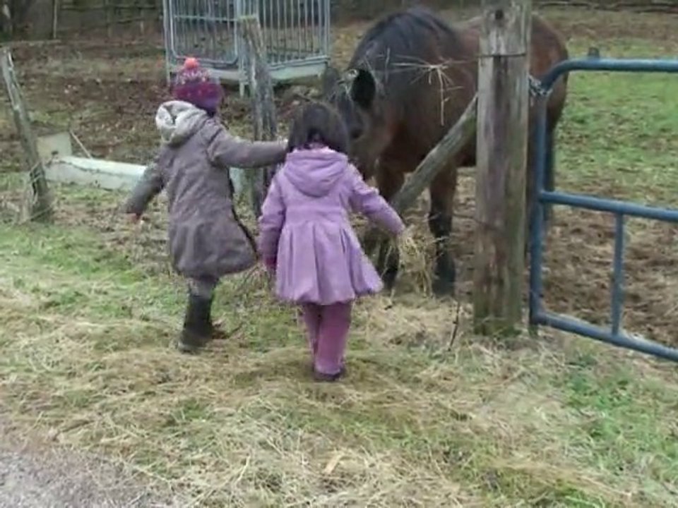 chevaux gîte 2