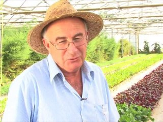 Les propietats de la tormentilla erecta