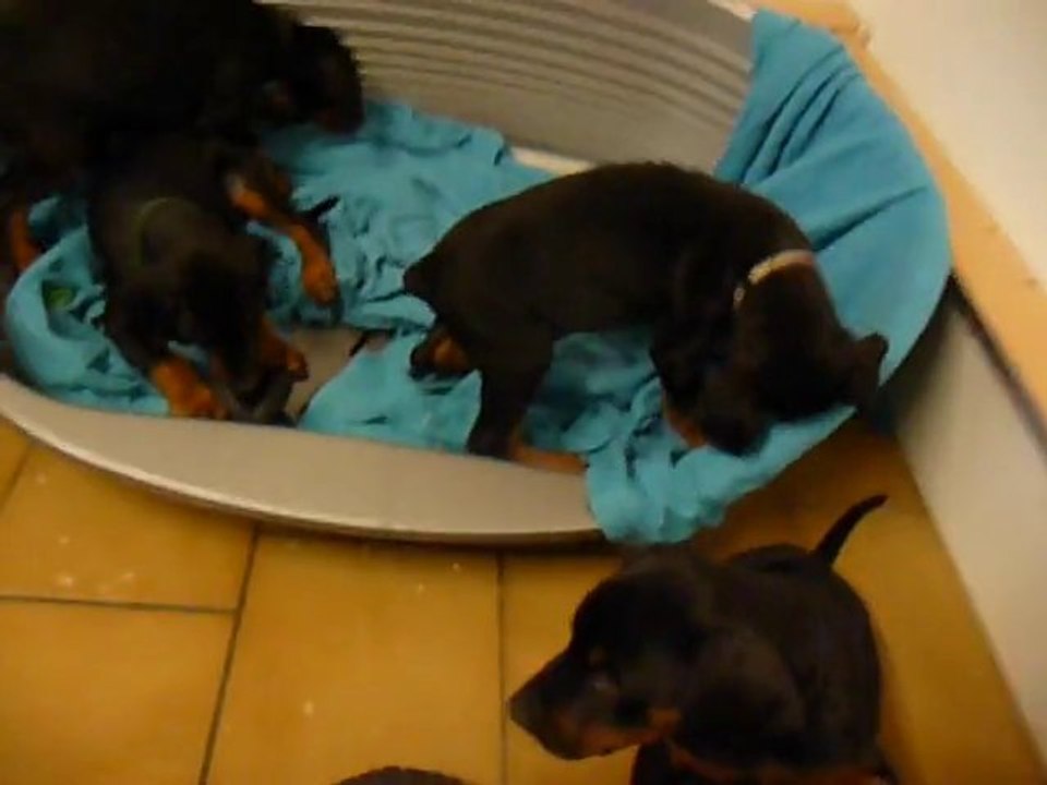 F-Litter Abyss x Zargo (11Janvier11)