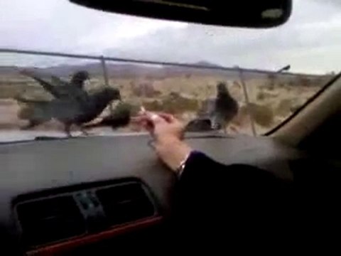 Tauben füttern im Auto