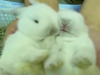 Arkadaşını Seven Tavşan!