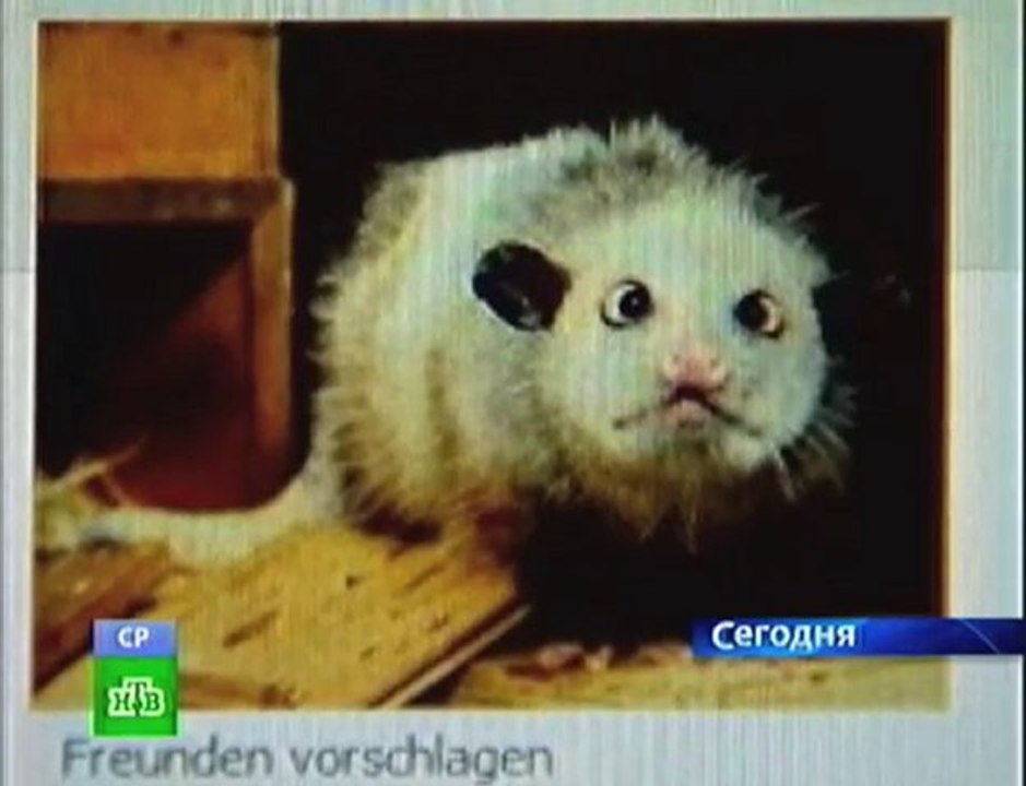 Опоссум  Хайди