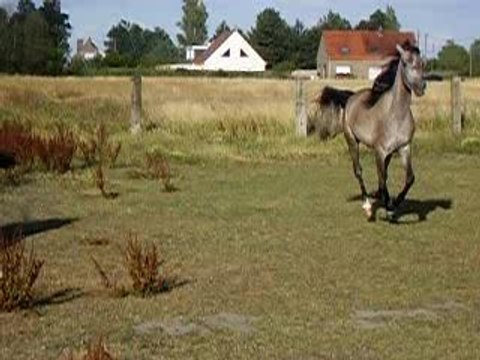 pénélope ma jument
