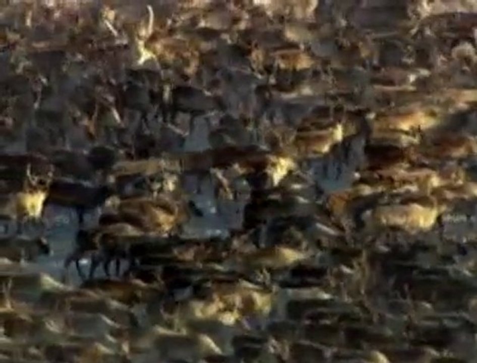 Hurtigruten - Natur und Wildnis