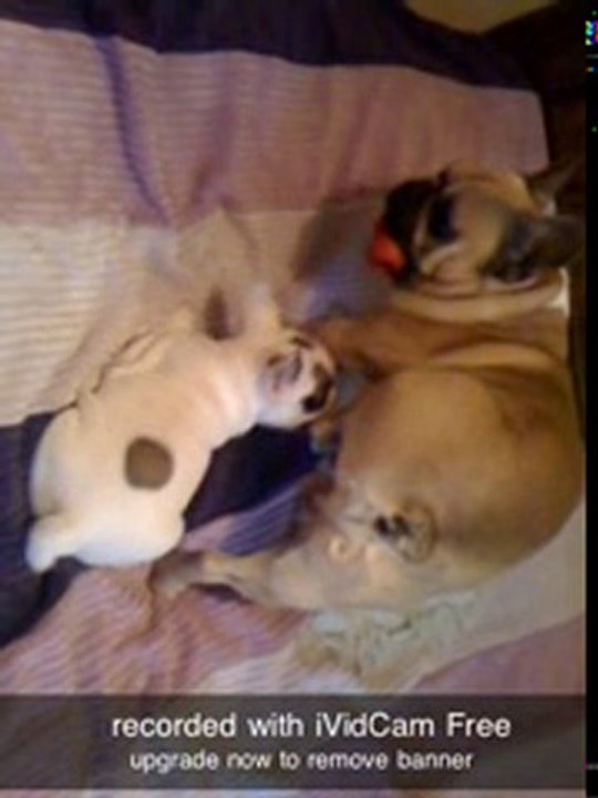 Jeux Diégo et Firma