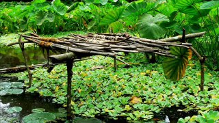 FORET DE BOKOLI, BENIN. AVENTURE DANS LA JUNGLE